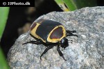 pachnoda marginata   sun beetle  