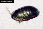 pseudoglomeris magnifica   emerald cockroach  