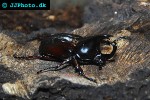 xylotrupes gideon   australian rhinoceros beetle  