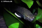 betta albimarginata