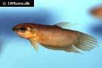 betta anabatoides