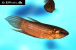 betta anabatoides