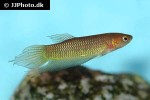 betta bellica