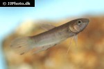 betta breviobesus