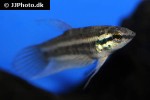 betta cf anabatoides