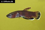 betta channoides