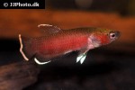 betta channoides