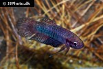 betta hendra