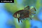 betta mahachaiensis