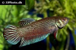 betta mahachaiensis