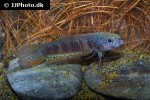 betta pallifina