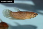 betta renata