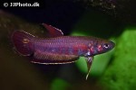 betta rubra