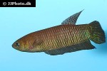 betta simorum