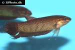 betta simorum