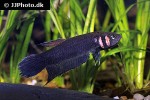 betta strohi