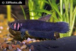 betta strohi