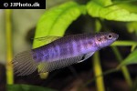 betta strohi