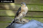 accipiter nisus   eurasian sparrowhawk  