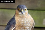 accipiter nisus   eurasian sparrowhawk  