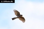 accipiter nisus   eurasian sparrowhawk  