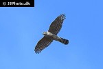 accipiter nisus   eurasian sparrowhawk  