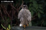 accipiter nisus   eurasian sparrowhawk  