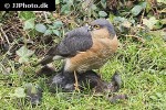 accipiter nisus   eurasian sparrowhawk  