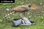 accipiter nisus   eurasian sparrowhawk  