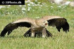 aquila rapax   tawny eagle  