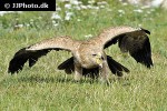 aquila rapax   tawny eagle  