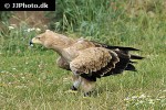 aquila rapax   tawny eagle  