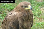 aquila rapax belisarius   tawny eagle  