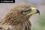 aquila rapax belisarius   tawny eagle  