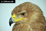 aquila rapax belisarius   tawny eagle  