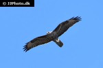 buteo buteo   common buzzard  