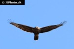 buteo buteo   common buzzard  