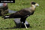 caracara plancus   southern crested caracara  