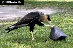 caracara plancus   southern crested caracara  