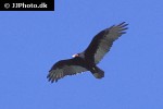 cathartes aura   turkey vulture  