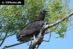 cathartes aura   turkey vulture  