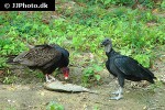 cathartes aura   turkey vulture  