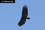 cathartes burrovianus   lesser yellow headed vulture  