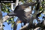 cathartes burrovianus   lesser yellow headed vulture  