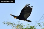 cathartes burrovianus   lesser yellow headed vulture  