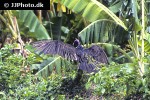 coragyps atratus   black vulture  