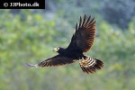 daptrius ater   black caracara  