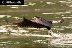 daptrius ater   black caracara  