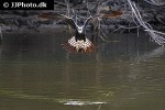 daptrius ater   black caracara  