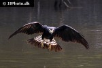 daptrius ater   black caracara  